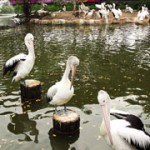 Парк птиц Джоуронг